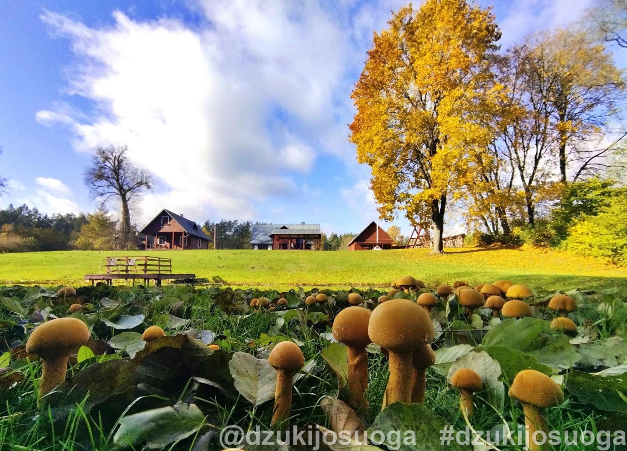 Gasthaus Dzukijos Uoga Virsurodukis Exterior foto